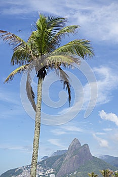 Rio de Janeiro Palm Tree Two Brothers Mountain Brazil