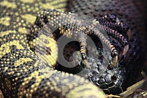 Rio fuente beaded lizard