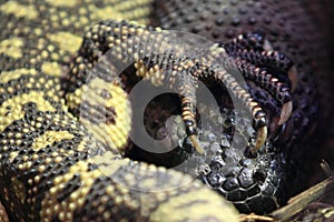 Rio fuente beaded lizard photo