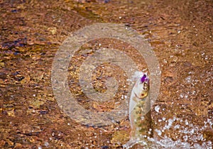 Rio Grande Cutthroat Trout Jumps From Water