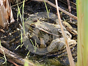 Rio Grande Leopard Frog