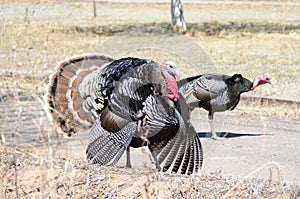 Rio Grande wild turkeys photo