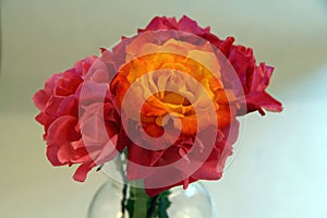 Rio Samba rose isolated