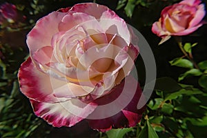 Rio Samba rose in Seattle