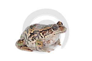 Riobamba marsupial frog on white photo