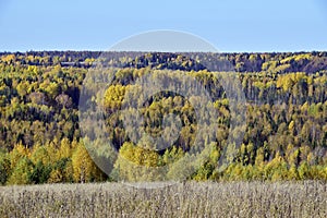 A riot of colors in the Ural forest. Autumn is in full swing in the foothills of the Western Urals. Natural background for graphic