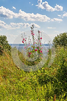 The riot of summer-meadow and flowers over the Volga Russia in the summer noon