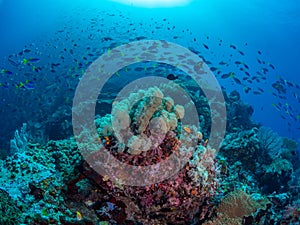 Riotous colours and forms. Misool, Raja Ampat, Indonesia