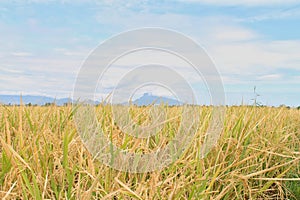 Rip Rice Field And Sky Background