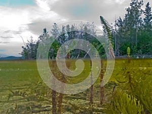 Riparian ecosystem boreal forest taiga lake shore