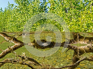 Riparian ecosystem taiga lake shallow shore water