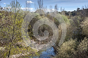 Riparian forest next to the river Manzanares photo