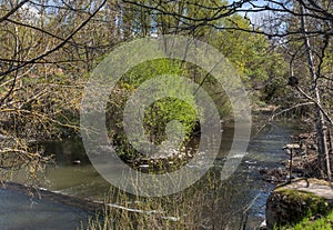 Riparian forest next to the river Manzanares photo