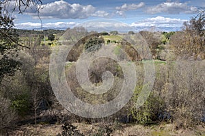 Riparian forest next to the river Manzanares photo