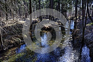 Riparian forest scenery at early spring of Lechauen