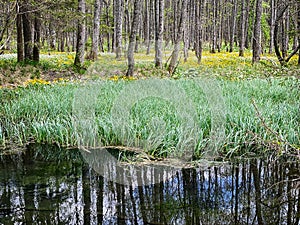 Riparian forest photo
