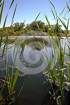 Riparian Pond Reflection