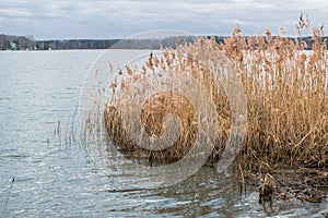 Riparian reed on the lake Biserovo, Moscow region.