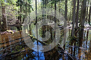 Riparian stand of Bialowieza Forest in sun