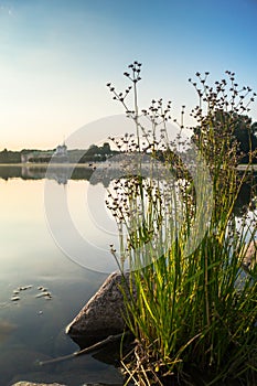 Riparian vegetation on the pond of museum-estate Kuskovo, Moscow.