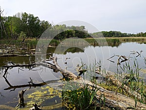 Riparian woodland at Danube river