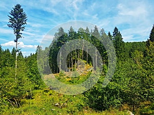 Riparian Zone around Cerna River, Czechia