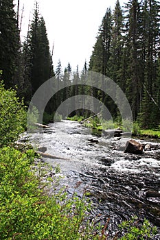 Riparian Zone through the Pine Forest