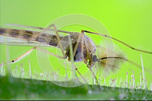 Riparius culicidae culex mosquito