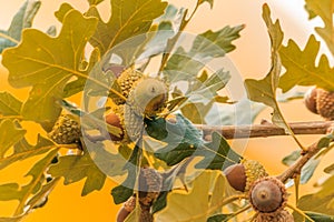 Ripe acorns on an Oak tree