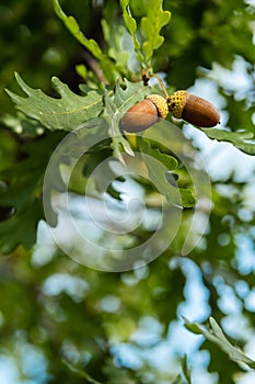 Ripe acorns on oak tree branch. Fall blurred background with oak nuts and leaves
