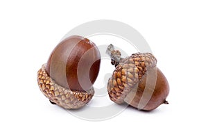 Ripe acorns photo