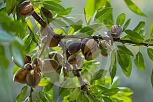 Ripe almond nuts on tree ready for harvest