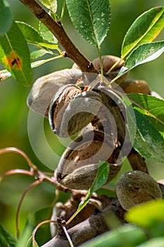 Ripe almond nuts on tree ready for harvest