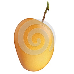 Alphonso mango with stem isolated white background
