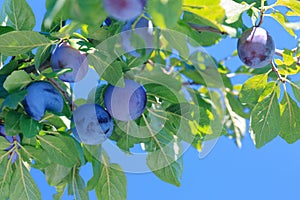 Ripe appetizing plums against blue sky in background.