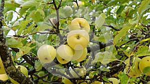 Ripe apple on the branch