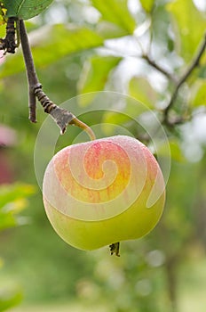 Ripe apple on branch