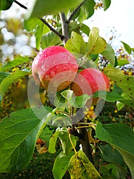 ripe apple on a branch with leaves