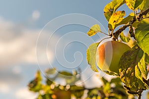 Ripe apple in close up