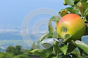 Ripe apple close-up against a blue sky in the background.