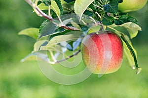 Ripe apple close-up in the apple orchard.