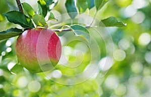 Ripe apple close-up in the apple orchard.