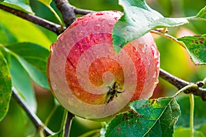 Ripe apple with dew drops on a tree in Germany