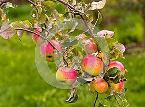 Ripe apple Fruit Growing On The Tree. Harvest summer time