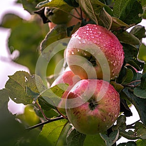 Ripe apple Fruit Growing On The Tree summer time