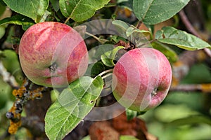 Ripe apple Fruit Growing On The Tree summer time