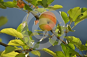 Ripe apple fruit on tree branch