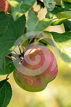 Ripe apple Fruits Growing On The Tree summer time