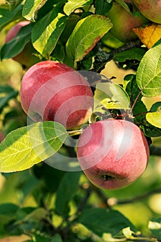 Ripe apple Fruits Growing On The Tree summer time