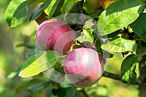 Ripe apple Fruits Growing On The Tree summer time